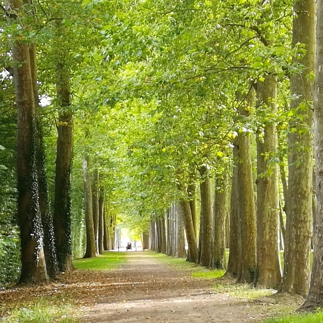 Bosquet de l'Obélisque 3